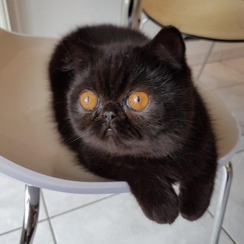 chat Exotic Shorthair black Pucci Chatterie Katzarolli