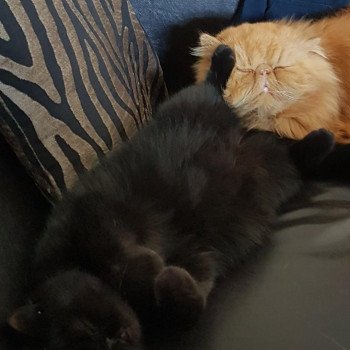 chat Exotic Shorthair black Pucci Chatterie Katzarolli chat Exotic Shorthair black Pucci Chatterie Katzarolli