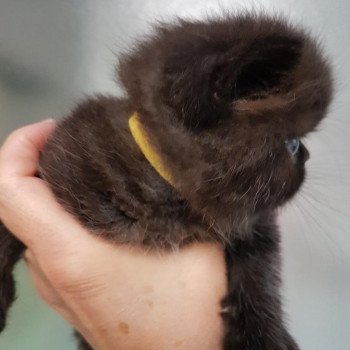 chaton Exotic Shorthair black R'mess Chatterie Katzarolli