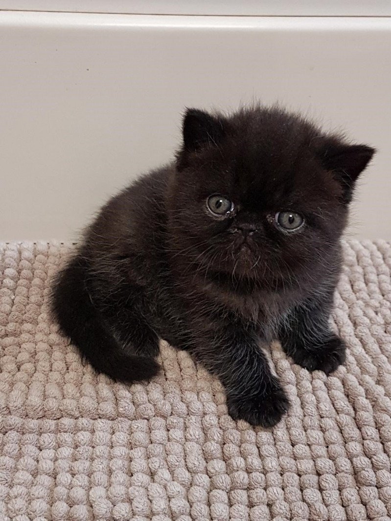 R'mess Mâle Exotic Shorthair