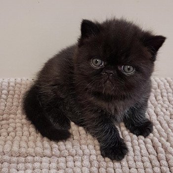 chaton Exotic Shorthair black R'mess Chatterie Katzarolli