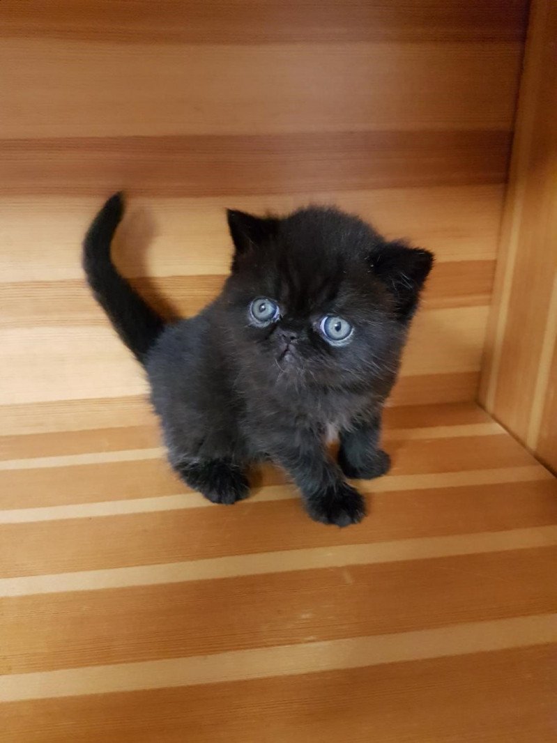 R'mess Mâle Exotic Shorthair