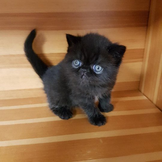 R'mess Mâle Exotic Shorthair