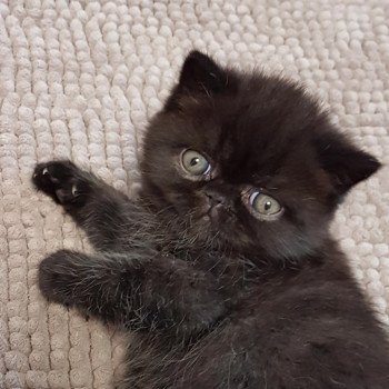 chaton Exotic Shorthair black R'mess Chatterie Katzarolli