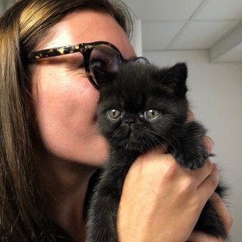 chaton Exotic Shorthair black R'mess Chatterie Katzarolli