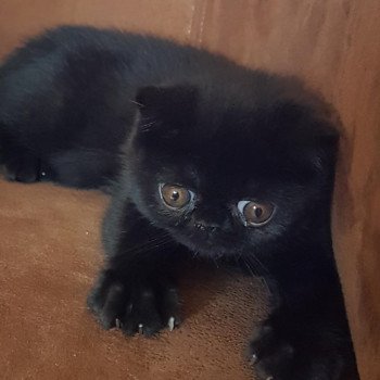 chaton Exotic Shorthair black R'mess Chatterie Katzarolli