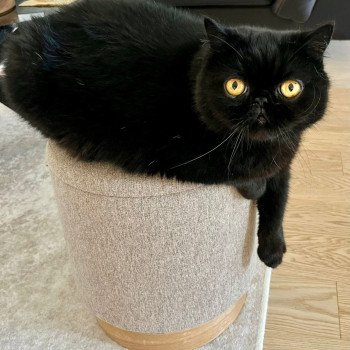 chaton Exotic Shorthair black R'mess Chatterie Katzarolli chaton Exotic Shorthair black R'mess Chatterie Katzarolli