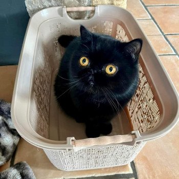 chaton Exotic Shorthair black R'mess Chatterie Katzarolli