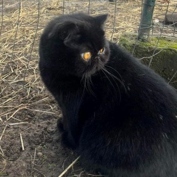 chaton Exotic Shorthair black R'mess Chatterie Katzarolli