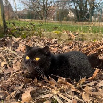 chaton Exotic Shorthair black R'mess Chatterie Katzarolli