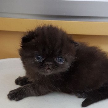 chaton Exotic Shorthair black Rambo Chatterie Katzarolli