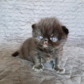 chaton Exotic Shorthair black R'mess Chatterie Katzarolli