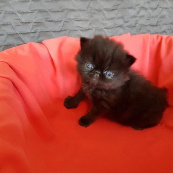 chaton Exotic Shorthair black R'mess Chatterie Katzarolli