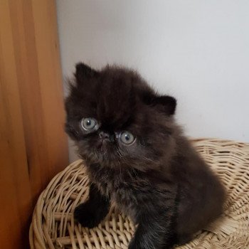 chaton Persan black Rambo Chatterie Katzarolli