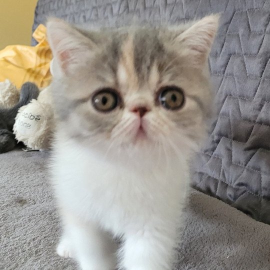 Una Femelle Exotic Shorthair