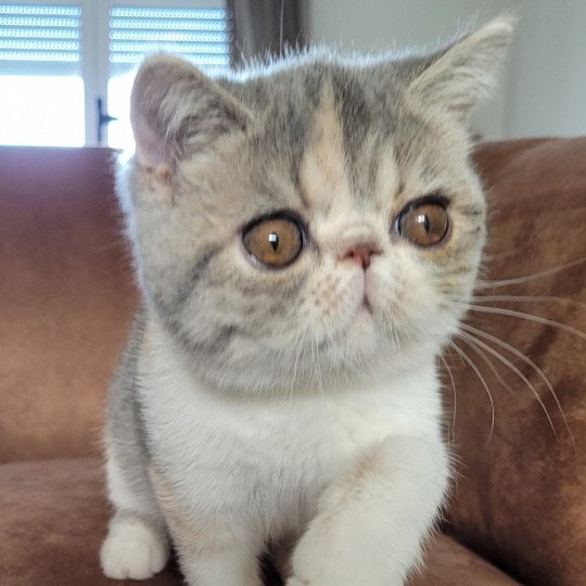 Una Femelle Exotic Shorthair