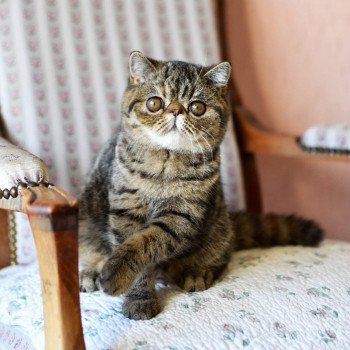 chat Exotic Shorthair brown mackerel tabby Shakira Chatterie Katzarolli