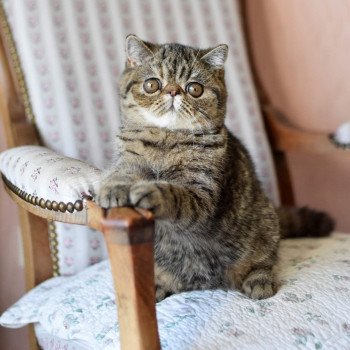 chat Exotic Shorthair brown mackerel tabby Shakira Chatterie Katzarolli