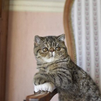 chat Exotic Shorthair brown mackerel tabby Shakira Chatterie Katzarolli