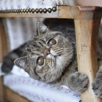 chat Exotic Shorthair brown mackerel tabby Shakira Chatterie Katzarolli