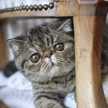 chat Exotic Shorthair brown mackerel tabby Shakira Chatterie Katzarolli