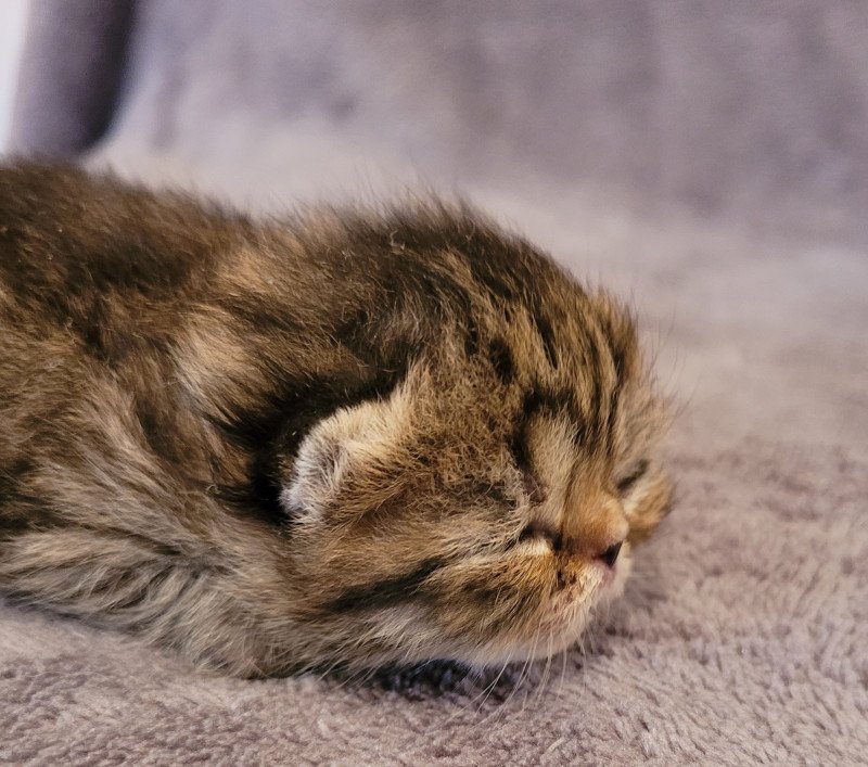 Shakira Femelle Exotic Shorthair Shakira Femelle Exotic Shorthair