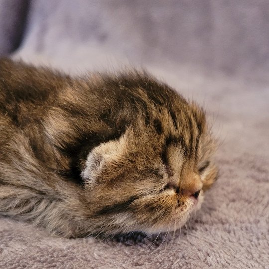 Shakira Femelle Exotic Shorthair