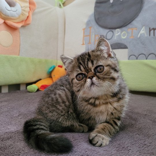 Shakira Femelle Exotic Shorthair