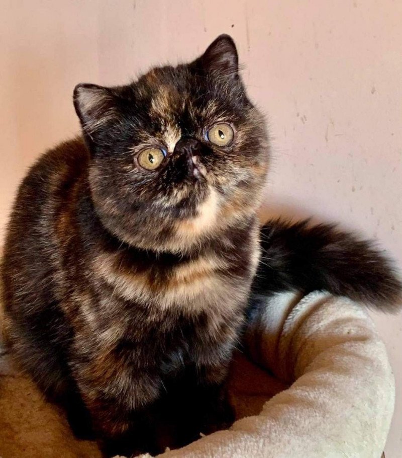 Sheyenn Femelle Exotic Shorthair Sheyenn Femelle Exotic Shorthair