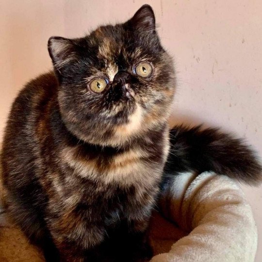 chat Exotic Shorthair brown tortie tabby Sheyenn Chatterie Katzarolli