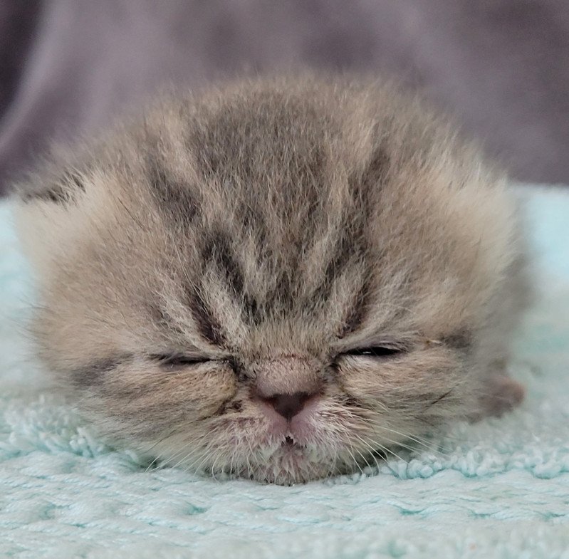 Socrate Mâle Exotic Shorthair
