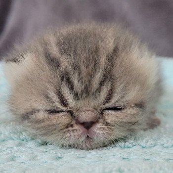 chaton Exotic Shorthair blue spotted tabby Socrate Chatterie Katzarolli