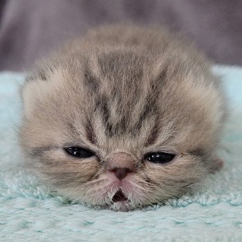 chaton Exotic Shorthair blue spotted tabby Socrate Chatterie Katzarolli