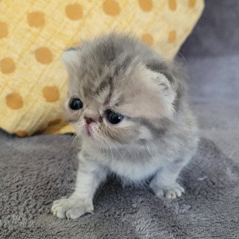 chaton Exotic Shorthair blue spotted tabby Socrate Chatterie Katzarolli