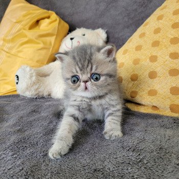 chaton Exotic Shorthair blue spotted tabby Socrate Chatterie Katzarolli