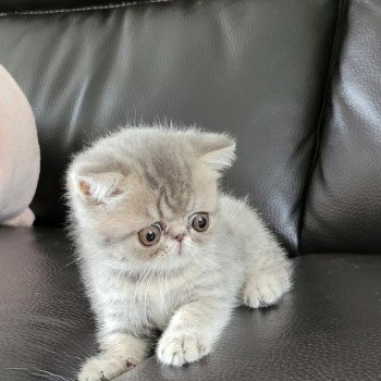 chaton Exotic Shorthair blue spotted tabby Socrate Chatterie Katzarolli