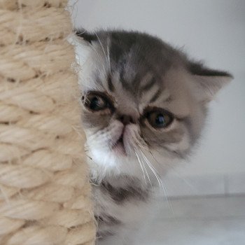 chaton Exotic Shorthair blue spotted tabby Socrate Chatterie Katzarolli