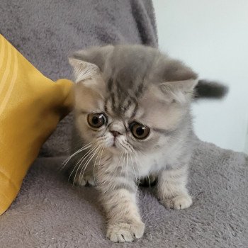 chaton Exotic Shorthair blue spotted tabby Socrate Chatterie Katzarolli