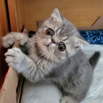 chaton Exotic Shorthair blue spotted tabby Socrate Chatterie Katzarolli