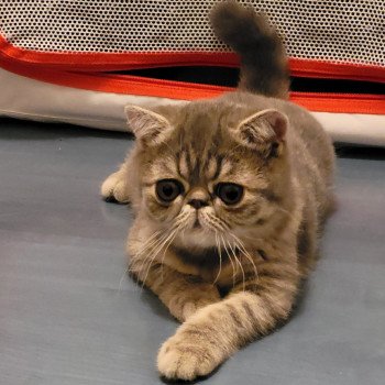 chaton Exotic Shorthair blue spotted tabby Socrate Chatterie Katzarolli