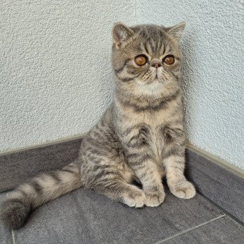 chaton Exotic Shorthair blue spotted tabby Socrate Chatterie Katzarolli