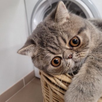 chaton Exotic Shorthair blue spotted tabby Socrate Chatterie Katzarolli