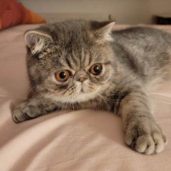 chaton Exotic Shorthair blue spotted tabby Socrate Chatterie Katzarolli