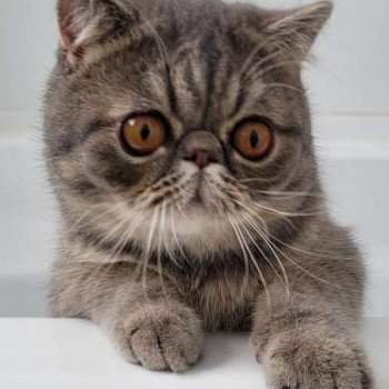 chaton Exotic Shorthair blue spotted tabby Socrate Chatterie Katzarolli