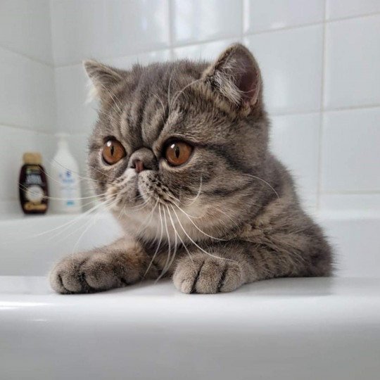 Exotic shorthair bleu tabby