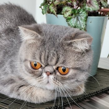 chat Exotic Shorthair blue spotted tabby Socrate Chatterie Katzarolli