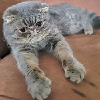 chat Exotic Shorthair blue spotted tabby Socrate Chatterie Katzarolli