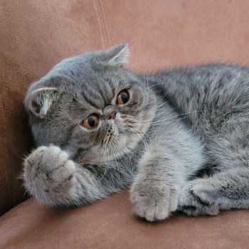 chat Exotic Shorthair blue spotted tabby Socrate Chatterie Katzarolli