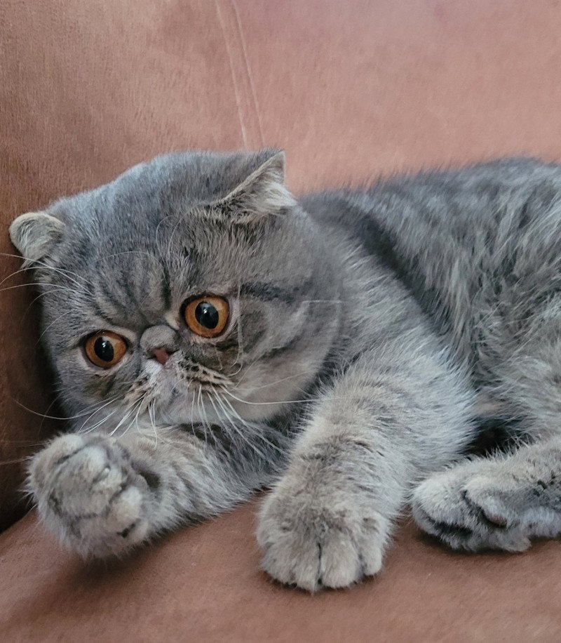 Socrate Mâle Exotic Shorthair