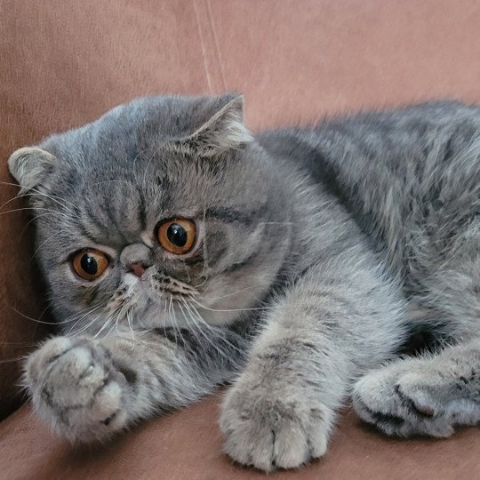 Socrate Mâle Exotic Shorthair